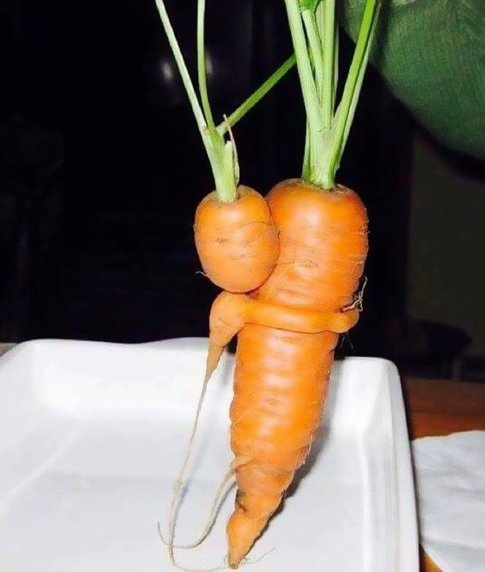 Bigpicture.ru обнимающиеся морковки