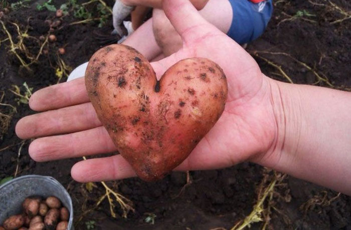 Bigpicture.ru романтичная картофелина
