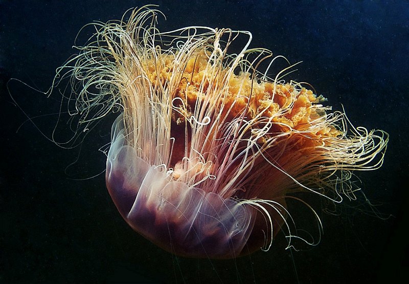 Фотография: Арктическая цианея — восхитительный гигант мира медуз №10 - BigPicture.ru