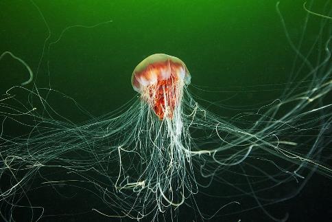 Фотография: Арктическая цианея — восхитительный гигант мира медуз №3 - BigPicture.ru