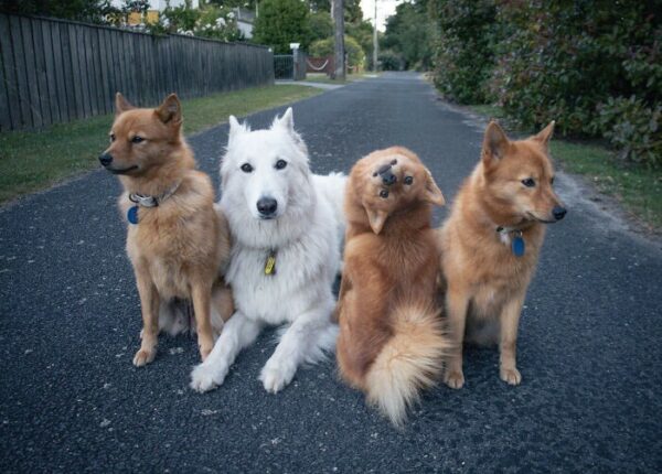 У всех есть такой друг: собака «портит» каждую фотографию с сородичами