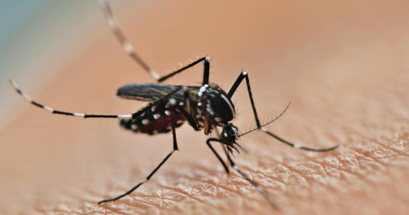 Фотография: Как кусает комар и почему комариный укус так чешется №1 - BigPicture.ru