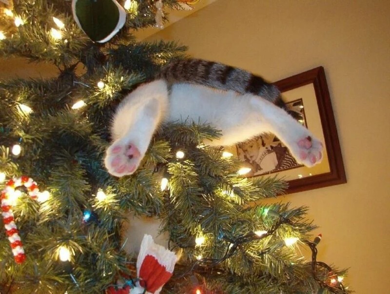 Фотография: Почему коты так неравнодушны к новогодним елкам? №5 - BigPicture.ru