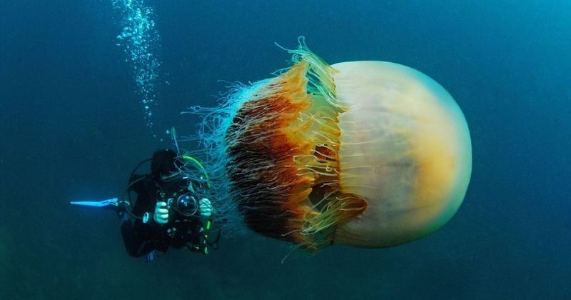 Фотография: Арктическая цианея — восхитительный гигант мира медуз №1 - BigPicture.ru