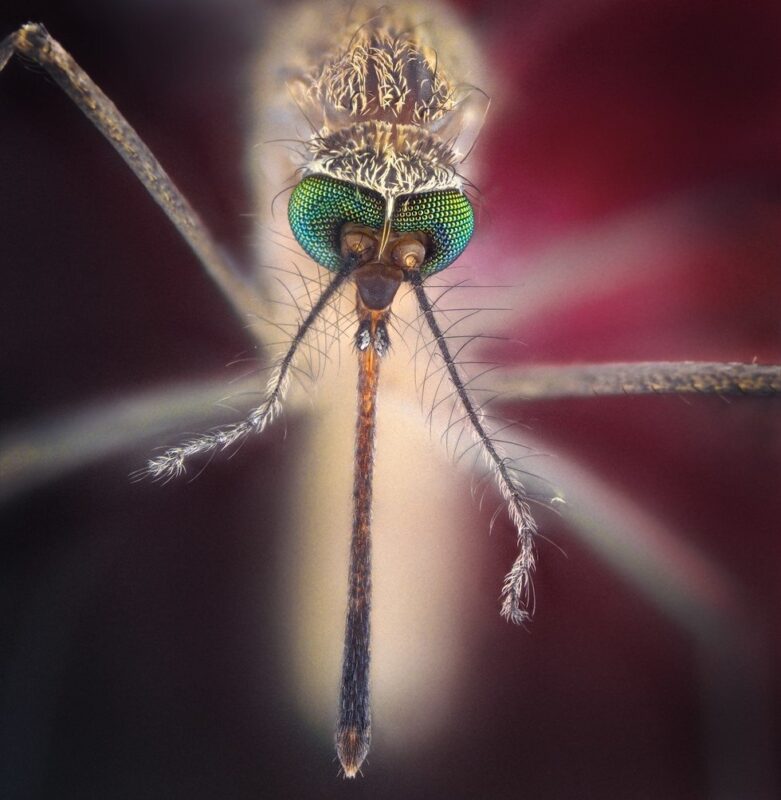 Фотография: Как кусает комар и почему комариный укус так чешется №3 - BigPicture.ru