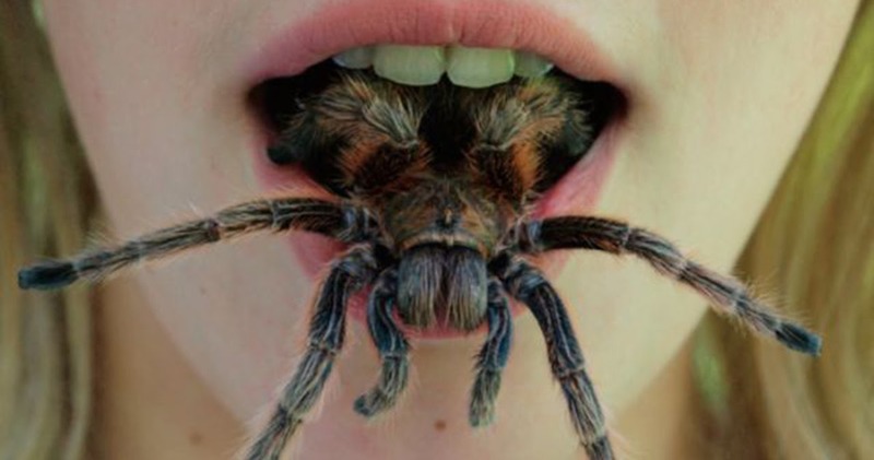Фотография: Они уже ползут за тобой: топ-10 жутких австралийских пауков-убийц №2 - BigPicture.ru