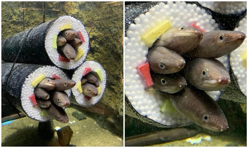 Фотография: В японском аквариуме сделали домики для угрей в виде суши №1 - BigPicture.ru