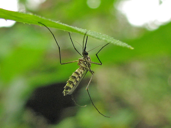 Фотография: Как кусает комар и почему комариный укус так чешется №2 - BigPicture.ru