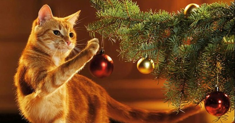 Фотография: Почему коты так неравнодушны к новогодним елкам? №1 - BigPicture.ru