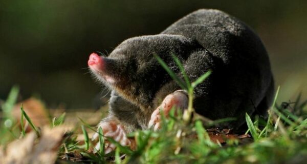 «Маленькие джентльмены в черном бархате», или Что вы точно не знали о кротах