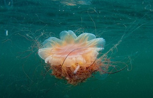 Самая большая медуза фото с человеком
