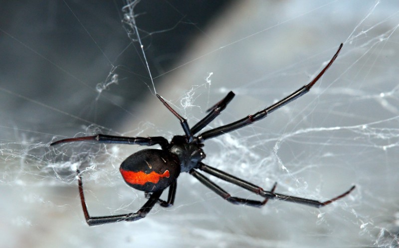 Фотография: Они уже ползут за тобой: топ-10 жутких австралийских пауков-убийц №10 - BigPicture.ru