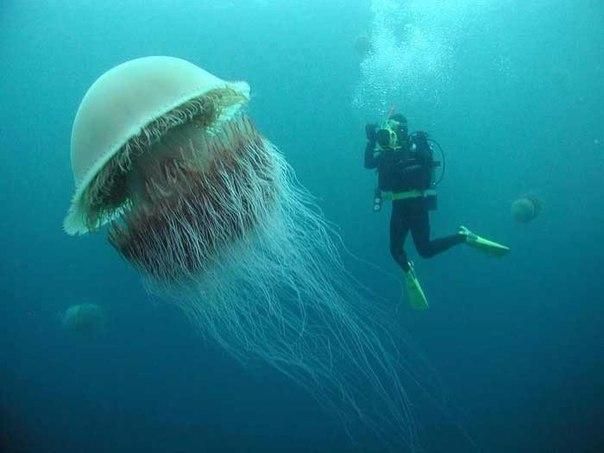 Фотография: Арктическая цианея — восхитительный гигант мира медуз №2 - BigPicture.ru