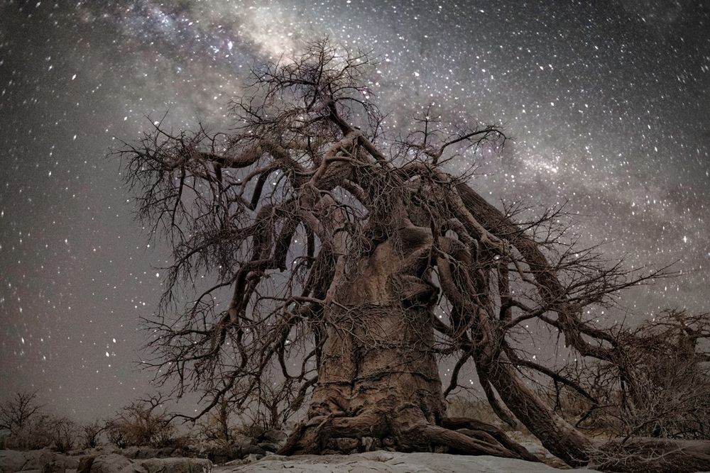 «Алмазные ночи» фотографа Бет Мун — старые деревья под звездным небом