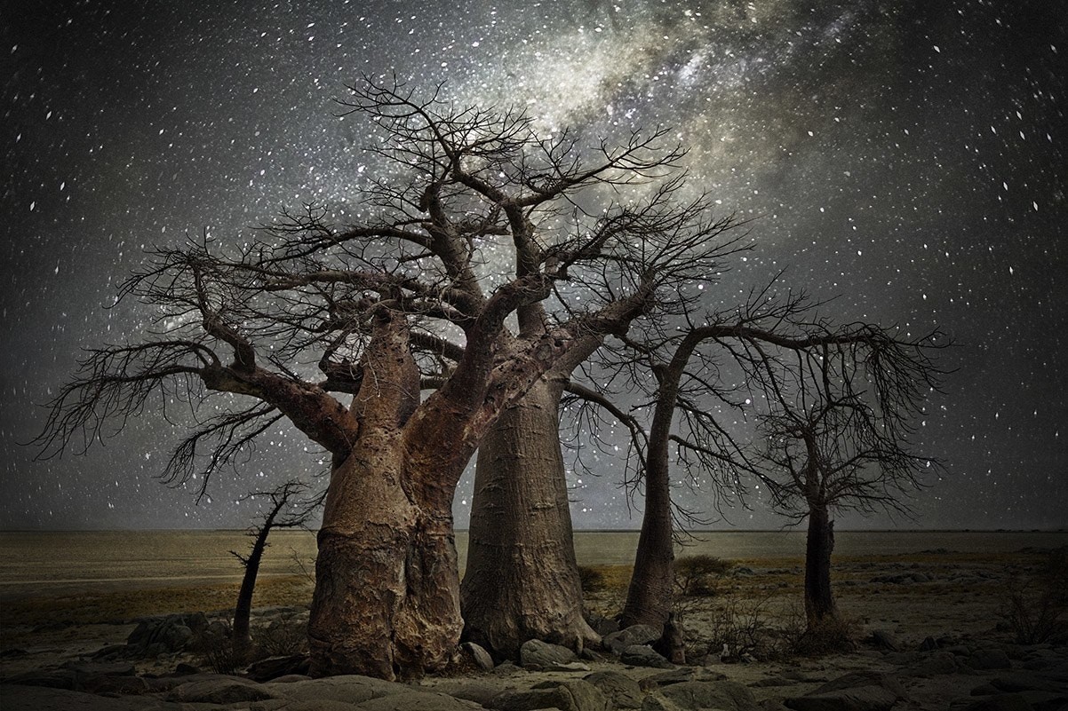 «Алмазные ночи» фотографа Бет Мун — старые деревья под звездным небом