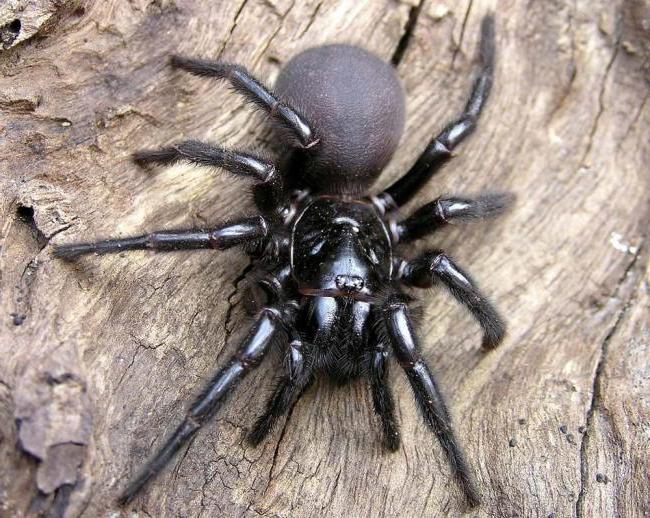 Фотография: Они уже ползут за тобой: топ-10 жутких австралийских пауков-убийц №12 - BigPicture.ru