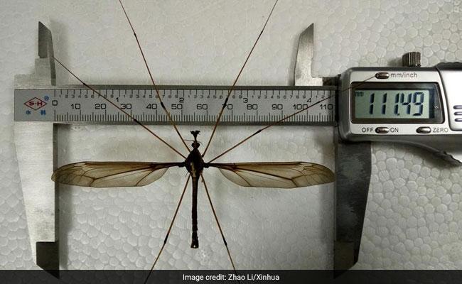 В Китае обнаружен комар-рекордсмен пугающих размеров