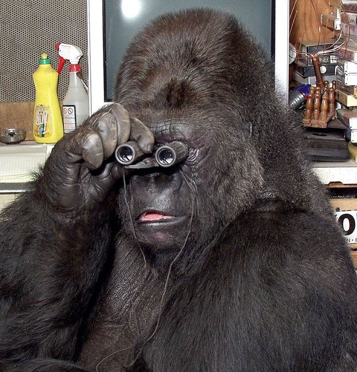 Фотография: Говорящая горилла Коко - правда, мистификация или заблуждение ученых? №6 - BigPicture.ru