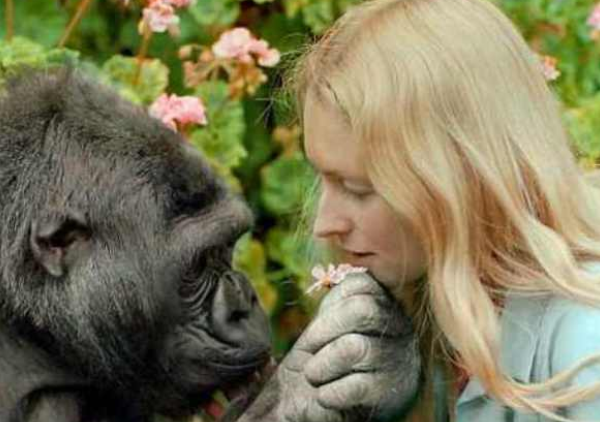 Говорящая горилла Коко — правда, мистификация или заблуждение ученых?