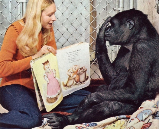 Фотография: Говорящая горилла Коко - правда, мистификация или заблуждение ученых? №7 - BigPicture.ru