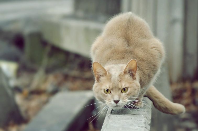 Фотография: 7 верных способов настроить против себя любую кошку №4 - BigPicture.ru