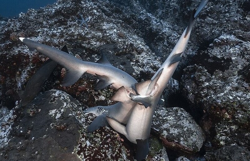 Фотография: Редкие фото: как акулы занимаются сексом №1 - BigPicture.ru