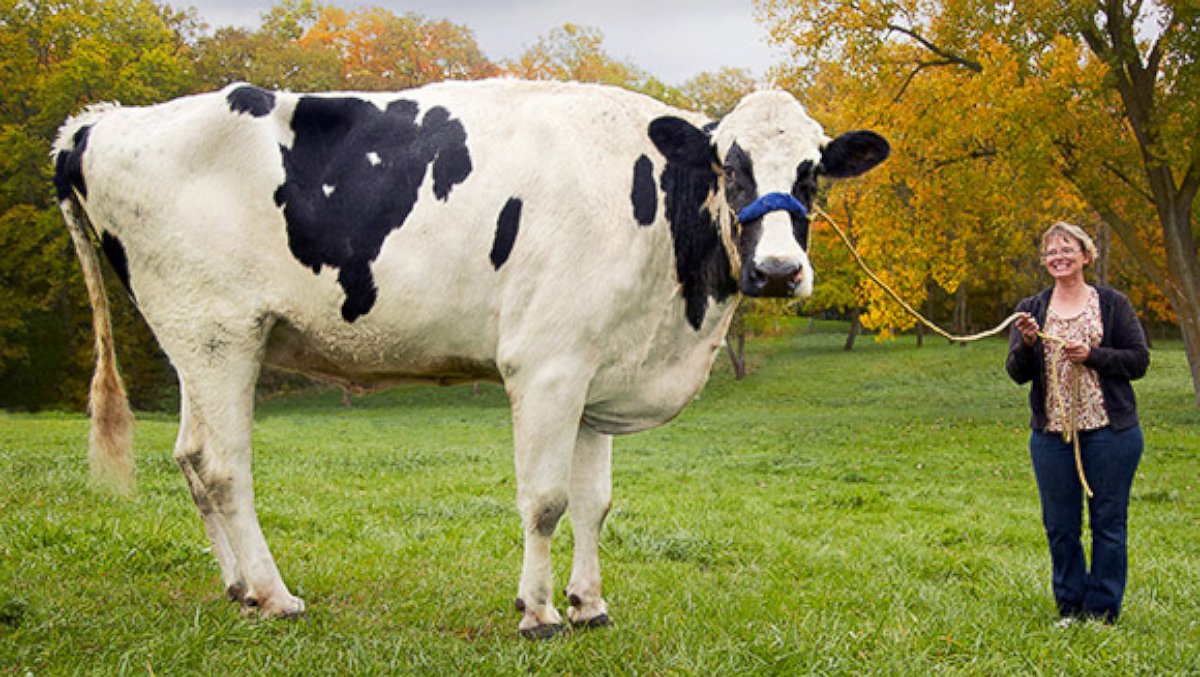 Bigpicture ru 11 blossom the worlds tallest cow