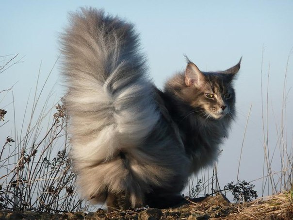 Фотография: 7 верных способов настроить против себя любую кошку №2 - BigPicture.ru