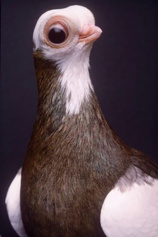 Будапештский короткоклювый турман  – жутковатый голубь, мопс птичьего мира