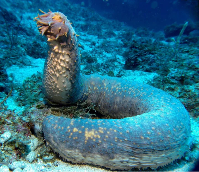 Морские огурцы называют также голотуриями — это беспозвоночные иглокожие животные