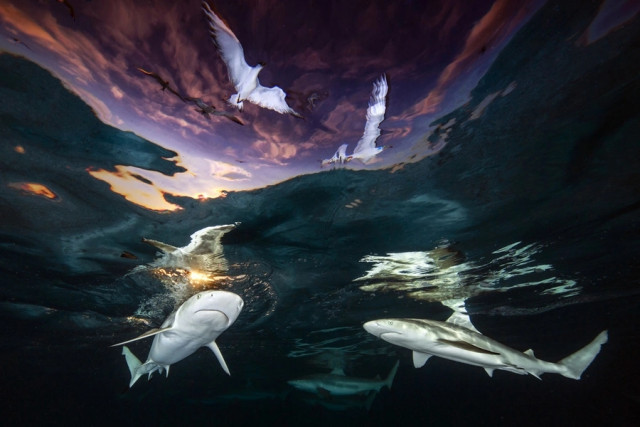 20 невероятных подводных фотографий от победителей конкурса Underwater Photographer of the Year