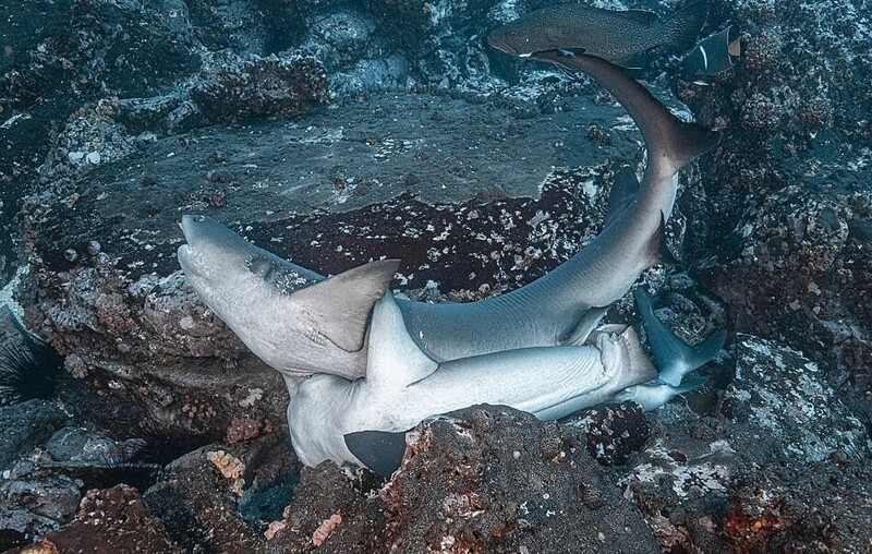 Редкие фото: как акулы занимаются сексом 
