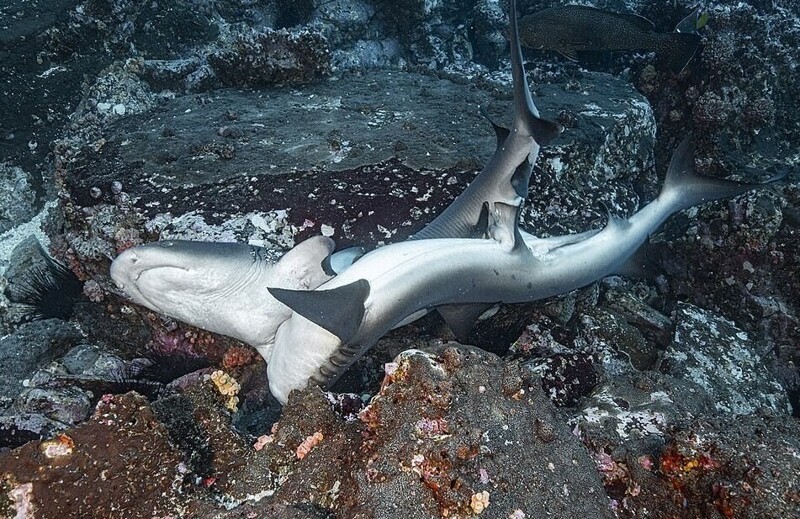 Фотография: Редкие фото: как акулы занимаются сексом №5 - BigPicture.ru