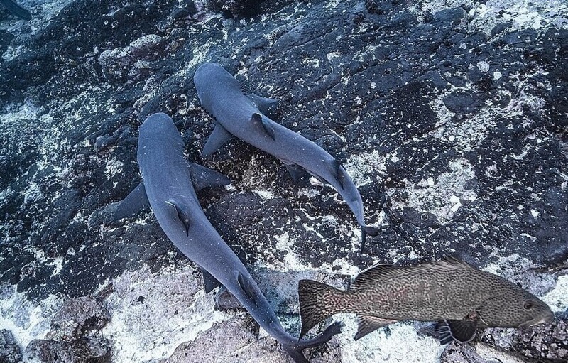 Фотография: Редкие фото: как акулы занимаются сексом №6 - BigPicture.ru