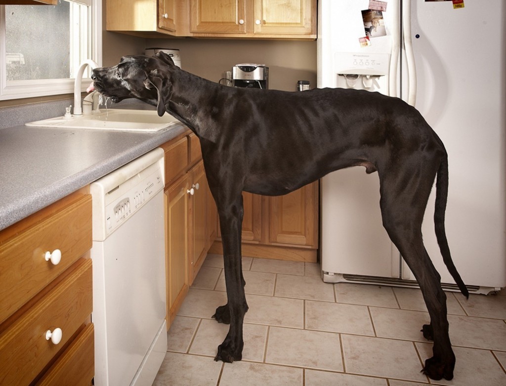 Bigpicture ru 2 worlds tallest dog