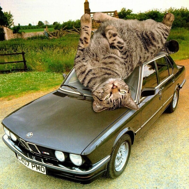 Фотография: Мастер фотошопа показал, каким станет мир, если его захватят коты №29 - BigPicture.ru