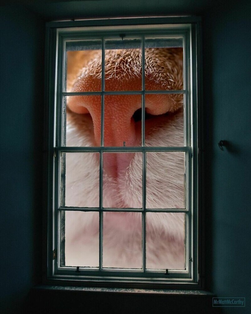 Фотография: Мастер фотошопа показал, каким станет мир, если его захватят коты №8 - BigPicture.ru