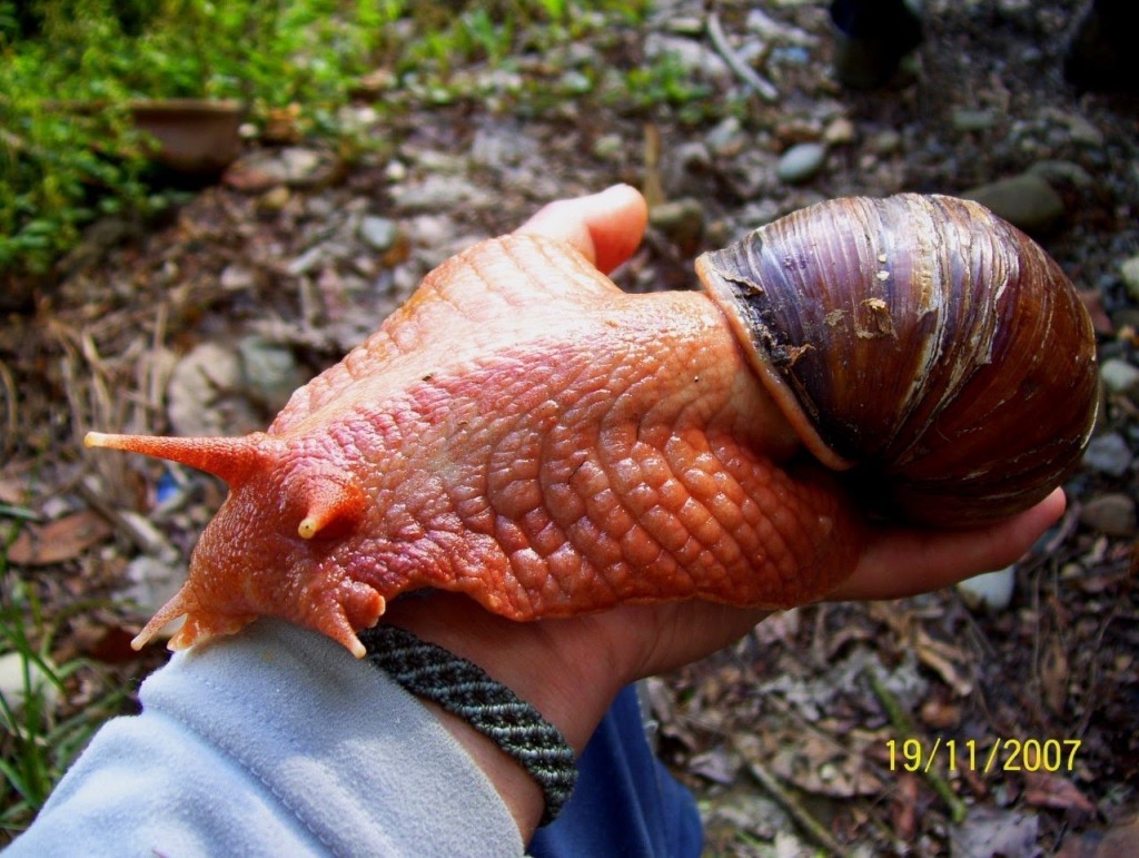 Bigpicture ru 3 african giant snail