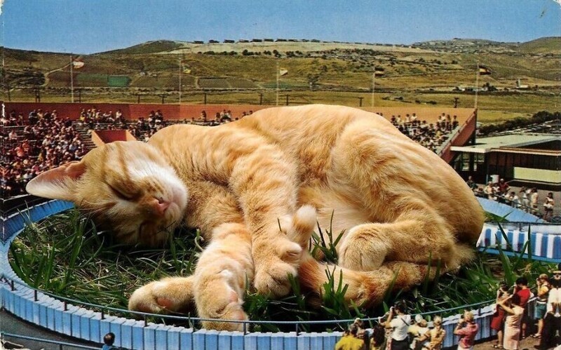 Фотография: Мастер фотошопа показал, каким станет мир, если его захватят коты №17 - BigPicture.ru