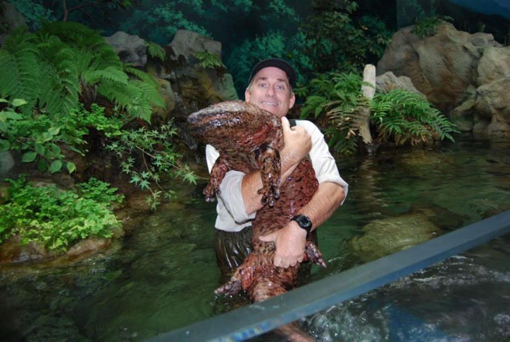 Bigpicture ru 5 giant salamander