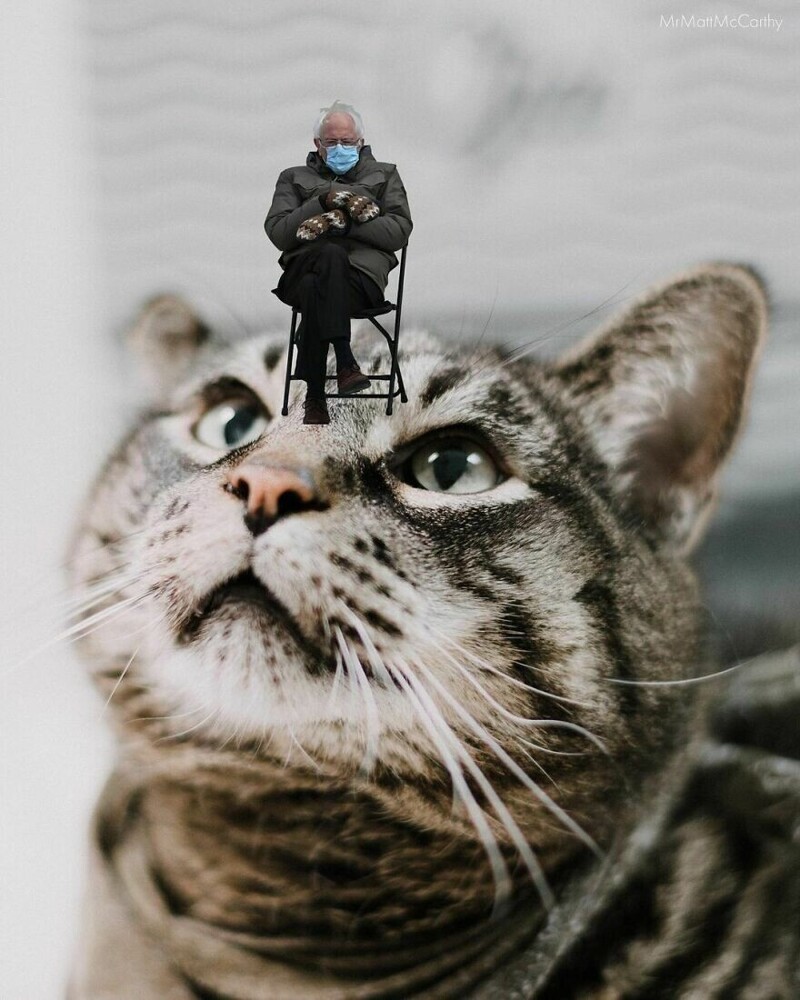 Фотография: Мастер фотошопа показал, каким станет мир, если его захватят коты №28 - BigPicture.ru