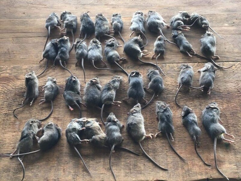 Почему в Австралии нашествие мышей