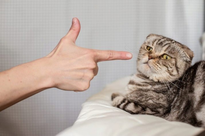 Фотография: 7 верных способов настроить против себя любую кошку №5 - BigPicture.ru