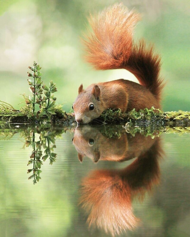 Джулиан Рад (Julian Rad) фотографирует диких животных в лесах Австрии