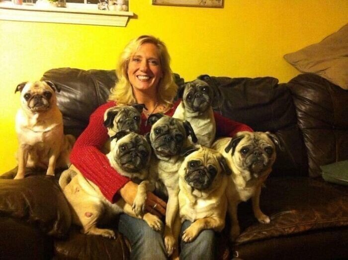 смешные семейные фото с собаками