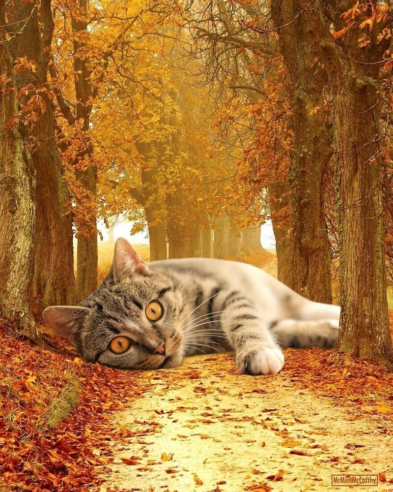 Фотография: Мастер фотошопа показал, каким станет мир, если его захватят коты №21 - BigPicture.ru