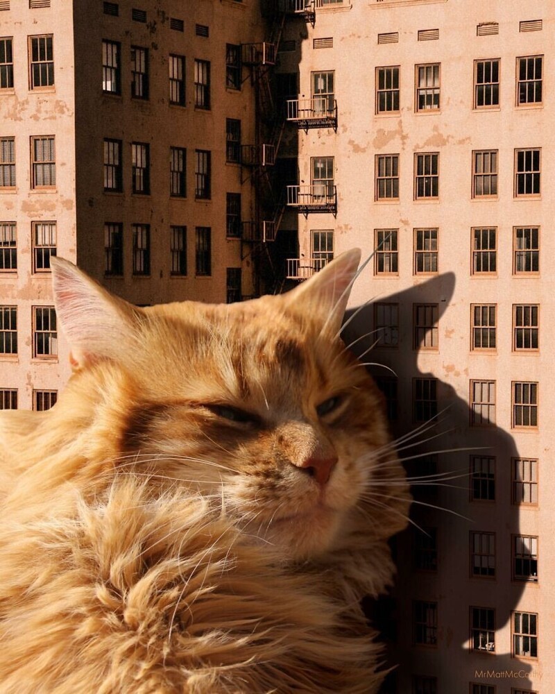 Фотография: Мастер фотошопа показал, каким станет мир, если его захватят коты №9 - BigPicture.ru