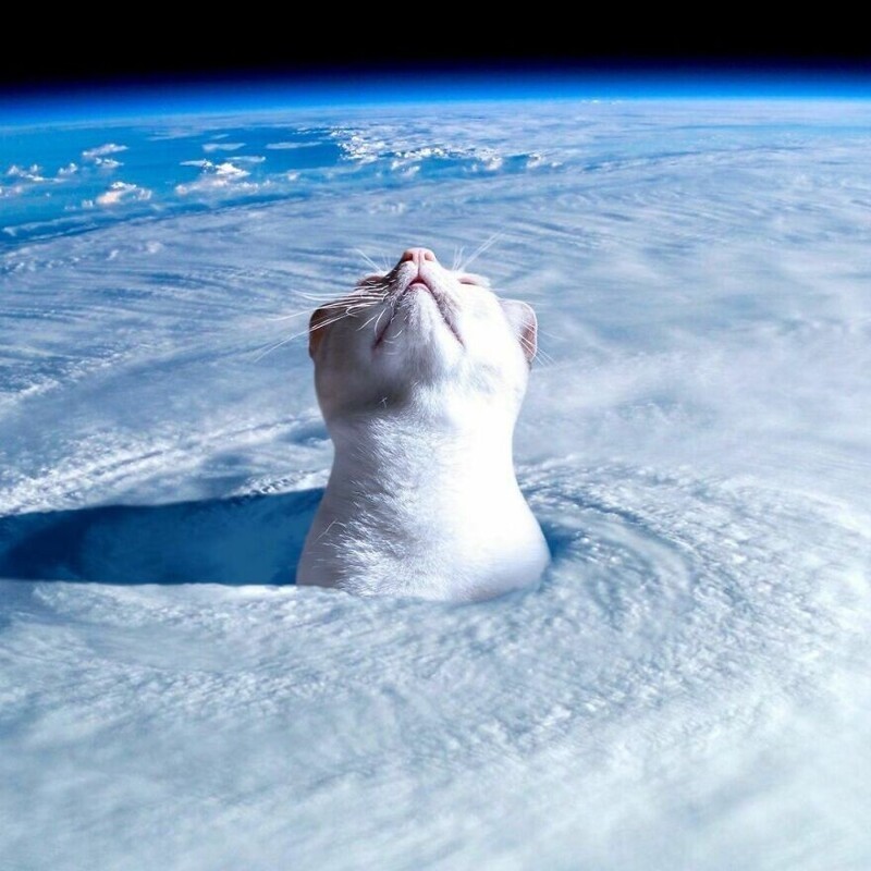 Фотография: Мастер фотошопа показал, каким станет мир, если его захватят коты №5 - BigPicture.ru