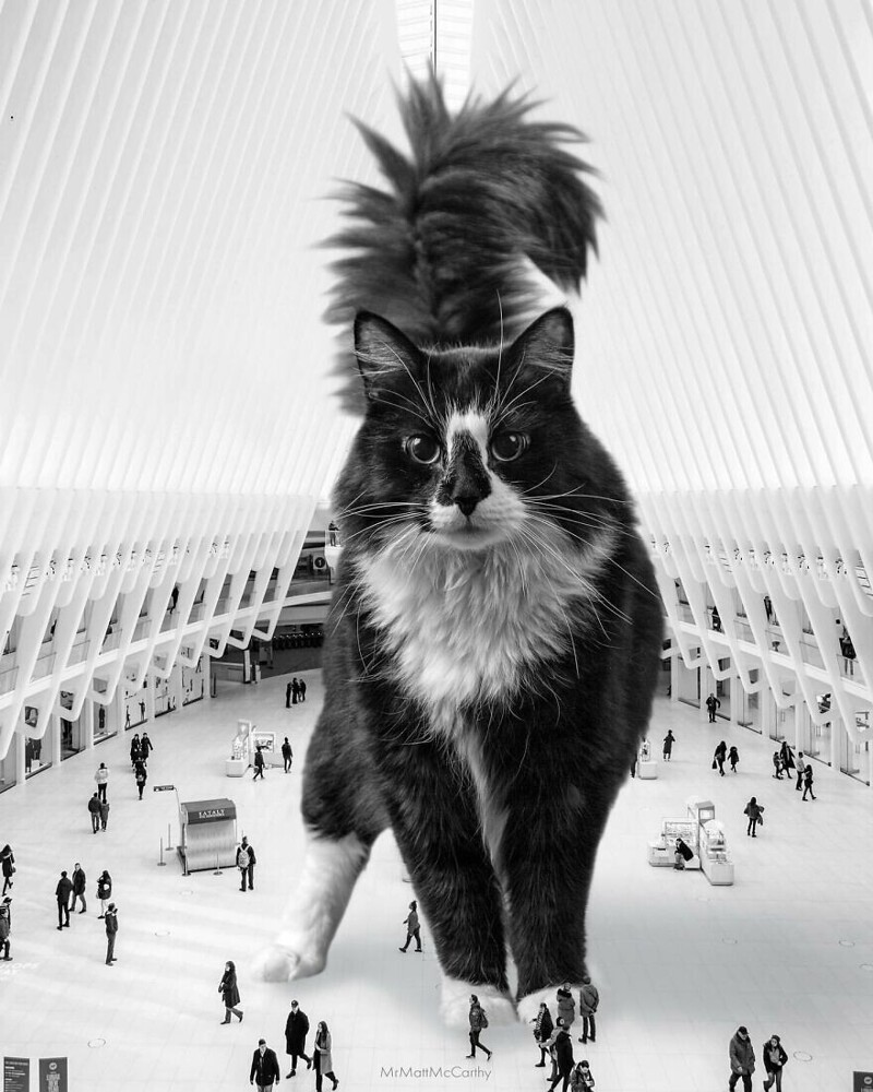 Фотография: Мастер фотошопа показал, каким станет мир, если его захватят коты №24 - BigPicture.ru