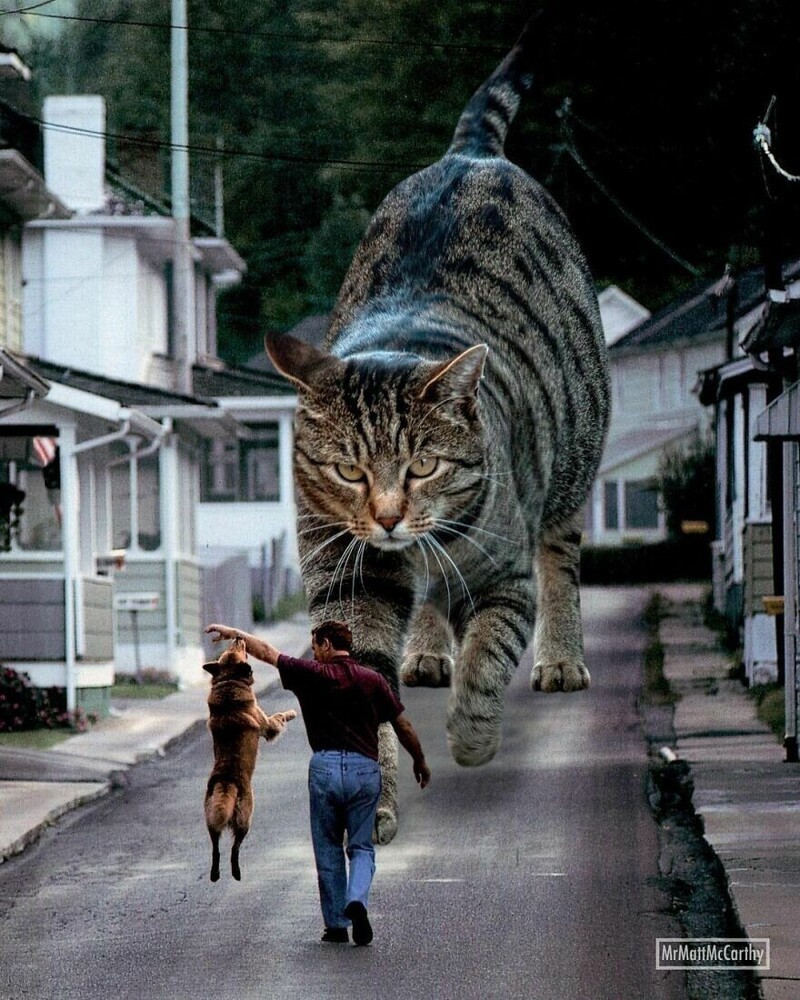 Фотография: Мастер фотошопа показал, каким станет мир, если его захватят коты №31 - BigPicture.ru